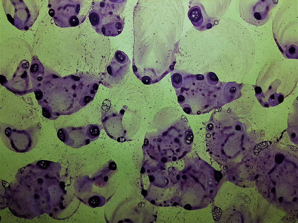 M.Paszkowskat.babelkowa